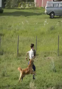 Кадр из Собачья жизнь (2017) Кадр 2 из фильма Собачья жизнь / A Dog's Purpose (2017)