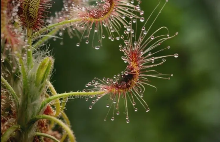 Кадр из В королевстве растений (2012) Кадр 2 из сериала В королевстве растений / Kingdom of Plants 3D (2012)