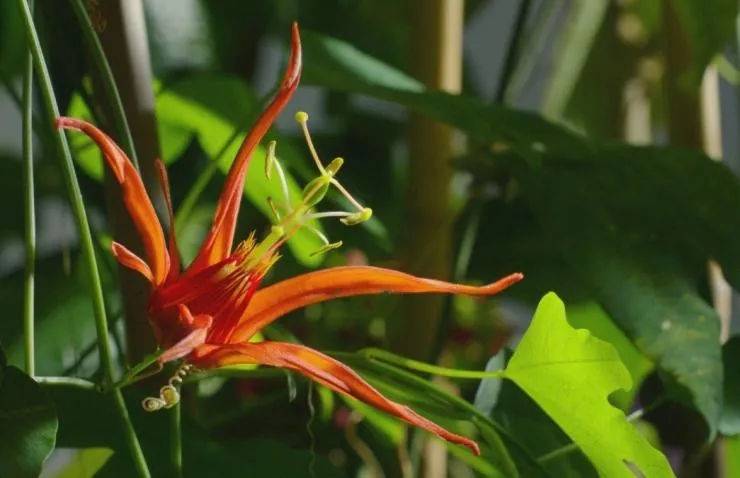 Кадр из В королевстве растений (2012) Кадр 3 из сериала В королевстве растений / Kingdom of Plants 3D (2012)