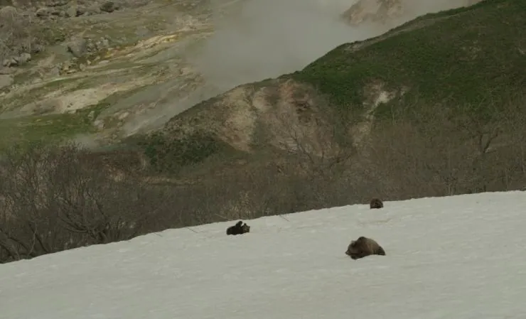Кадр из Земля медведей (2013) Кадр 3 из фильма Земля медведей / Terre des ours (2013)