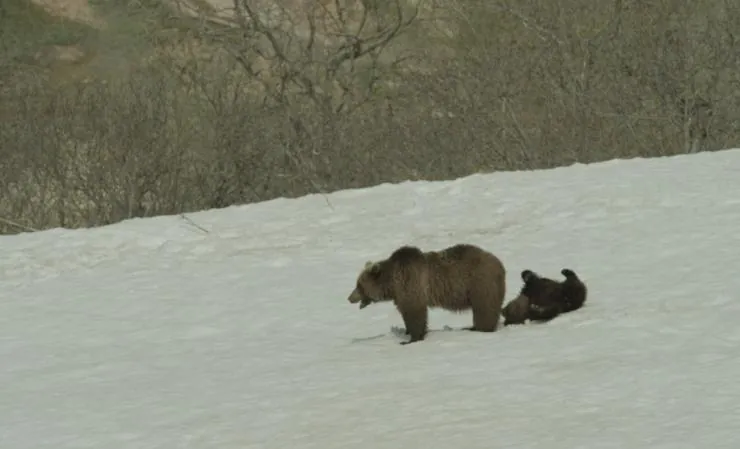 Кадр из Земля медведей (2013) Кадр 2 из фильма Земля медведей / Terre des ours (2013)