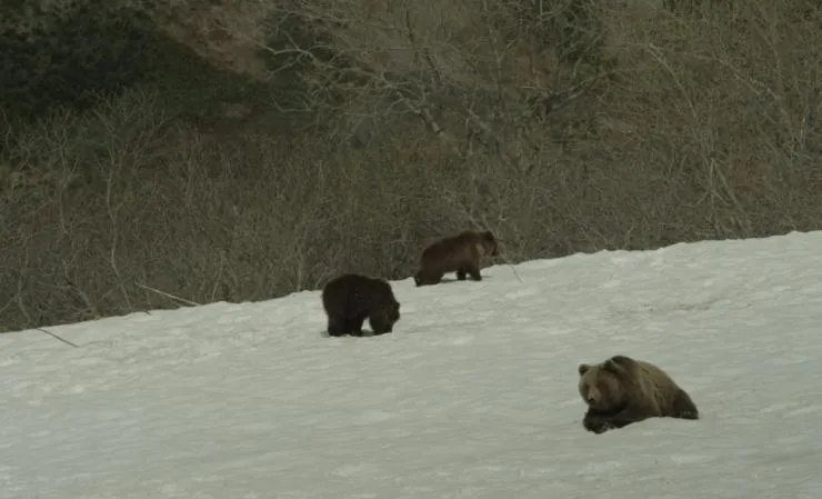 Кадр из Земля медведей (2013) Кадр 1 из фильма Земля медведей / Terre des ours (2013)