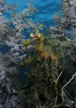 Кадр из На глубине морской 3D (2009) Кадр 3 из фильма На глубине морской 3D / Under the Sea 3D (2009)