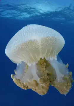 Кадр из На глубине морской 3D (2009) Кадр 1 из фильма На глубине морской 3D / Under the Sea 3D (2009)