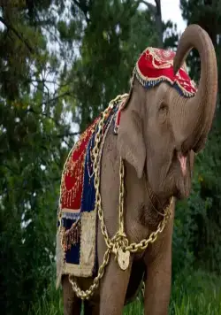 Кадр из Слон и принцесса (2008) Кадр 2 из сериала Слон и принцесса / The Elephant Princess (2008)