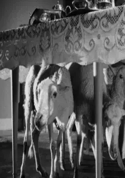 Кадр из Ангел-истребитель (1962) Кадр 3 из фильма Ангел-истребитель / El Ángel exterminador (1962)