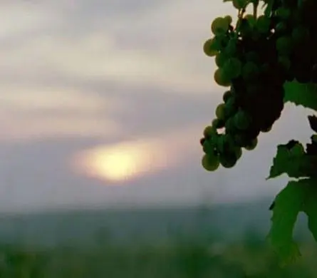 Кадр из Ягоды (2008) Кадр 2 из фильма Ягоды / Bobule (2008)