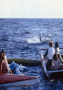 Кадр из Челюсти 2 (1978) Кадр 3 из фильма Челюсти 2 / Jaws 2 (1978)