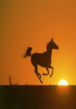 Кадр из Рожденный в песках (2003) Кадр 3 из фильма Рожденный в песках / Young Black Stallion (2003)