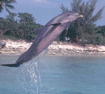 Кадр из Флиппер (1996) Кадр 1 из фильма Флиппер / Flipper (1996)