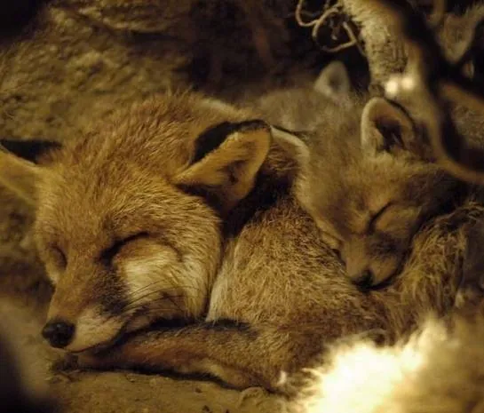 Кадр из Девочка и лисенок (2007) Кадр 1 из фильма Девочка и лисенок / The Fox & the Child (2007)