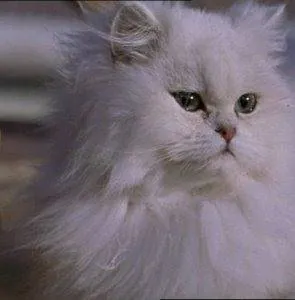 Кадр из Леди-кошка (2001) Кадр 2 из фильма Леди-кошка / Minoes (2001)