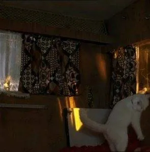 Кадр из Леди-кошка (2001) Кадр 3 из фильма Леди-кошка / Minoes (2001)