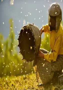 Кадр из Страна мёда (2019) Кадр 1 из фильма Страна мёда / Honeyland (2019)