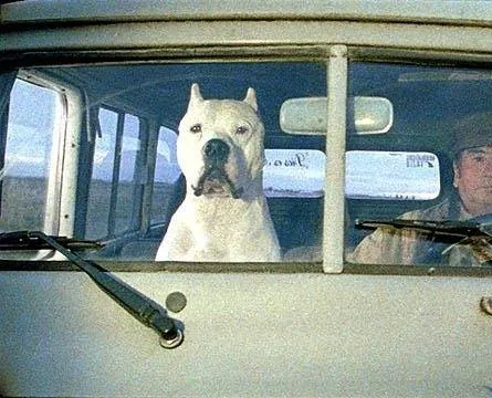 Кадр из Аргентинский дог (2004) Кадр 3 из фильма Аргентинский дог / El perro (2004)