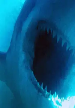 Кадр из Акулы (1999) Кадр 2 из фильма Акулы / Shark Attack (1999)