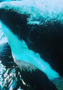Кадр из Акулы (1999) Кадр 3 из фильма Акулы / Shark Attack (1999)