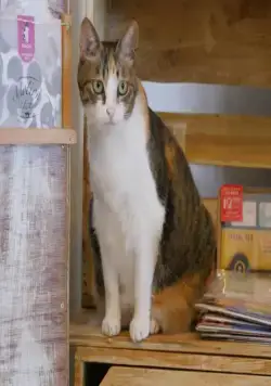 Кадр из Кошки Японии (2017) Кадр 1 из фильма Кошки Японии / Cats of Japan (2017)