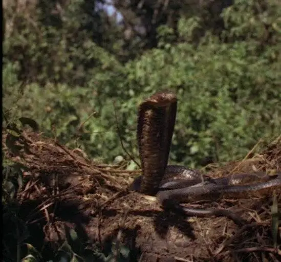 Кадр из Копи царя Соломона (1950) Кадр 1 из фильма Копи царя Соломона / King Solomon's Mines (1950)