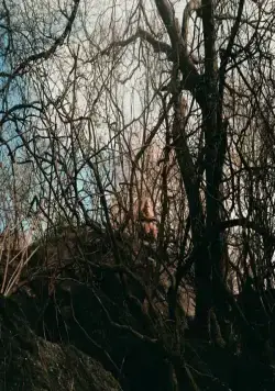 Кадр из Лохматые предки (2024) Кадр 2 из фильма Лохматые предки / Sasquatch Sunset (2024)