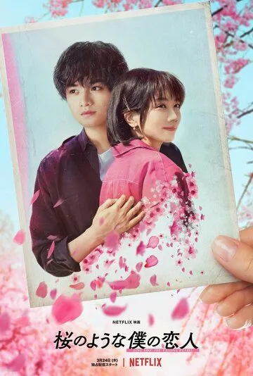 Постер: Моя любимая словно цветок сакуры / My Lover, Like Cherry Blossoms (2022)
