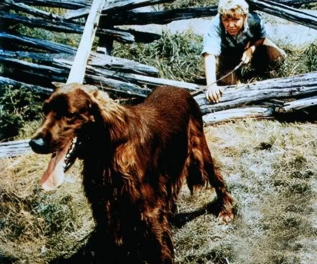 Кадр из Большой Ред (1962) Кадр 1 из фильма Большой Ред / Big Red (1962)