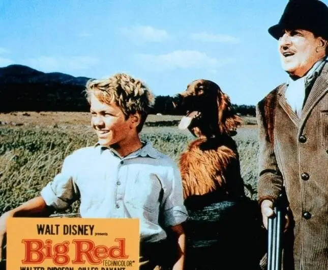 Кадр из Большой Ред (1962) Кадр 2 из фильма Большой Ред / Big Red (1962)