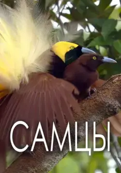 Постер: Самцы / The Male (2019)