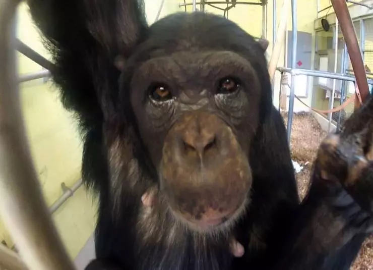 Кадр из Комплекс шимпанзе (2014) Кадр 1 из фильма Комплекс шимпанзе / Het Chimpansee Complex (2014)