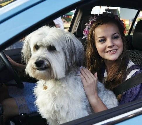 Кадр из Патси (2014) Кадр 2 из фильма Патси / Pudsey the Dog: The Movie (2014)