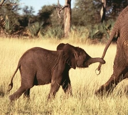 Кадр из Приключения слона (2000) Кадр 2 из фильма Приключения слона / Whispers: An Elephant's Tale (2000)