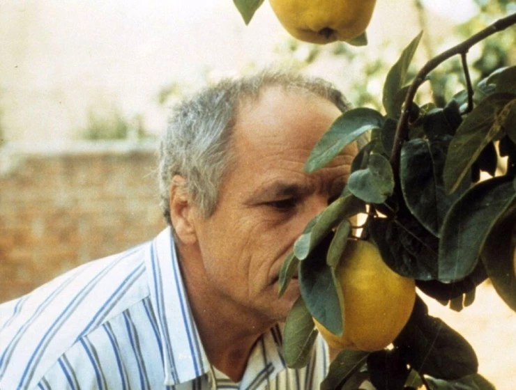 Кадр из Солнце в листве айвового дерева (1992) Кадр 3 из фильма Солнце в листве айвового дерева / El sol del membrillo (1992)