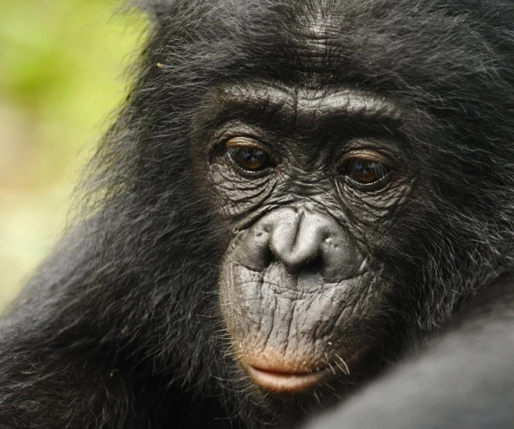 Кадр из Бонобо (2011) Кадр 3 из фильма Бонобо / Bonobos (2011)