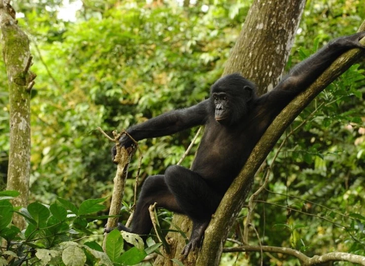 Кадр из Бонобо (2011) Кадр 2 из фильма Бонобо / Bonobos (2011)